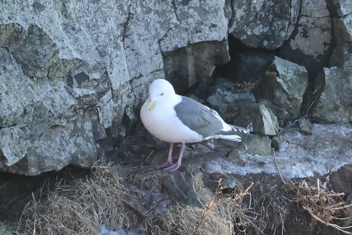 Slaty-backed Gull - ML634777499