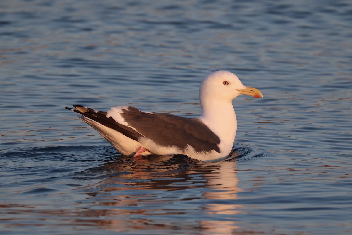 Slaty-backed Gull - ML634777500