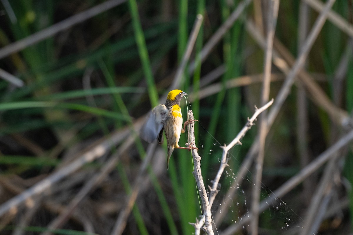 Baya Weaver - ML634777567