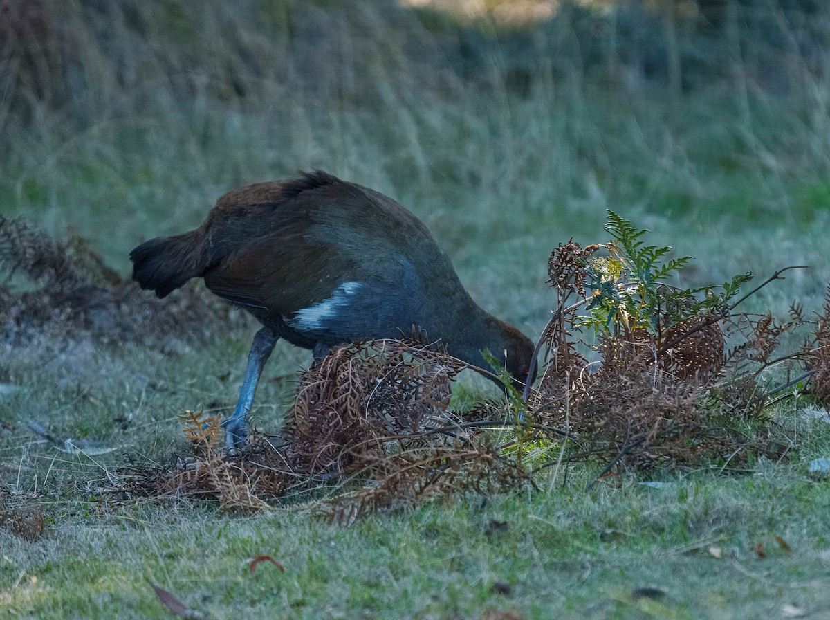 Tasmanian Nativehen - ML634777571