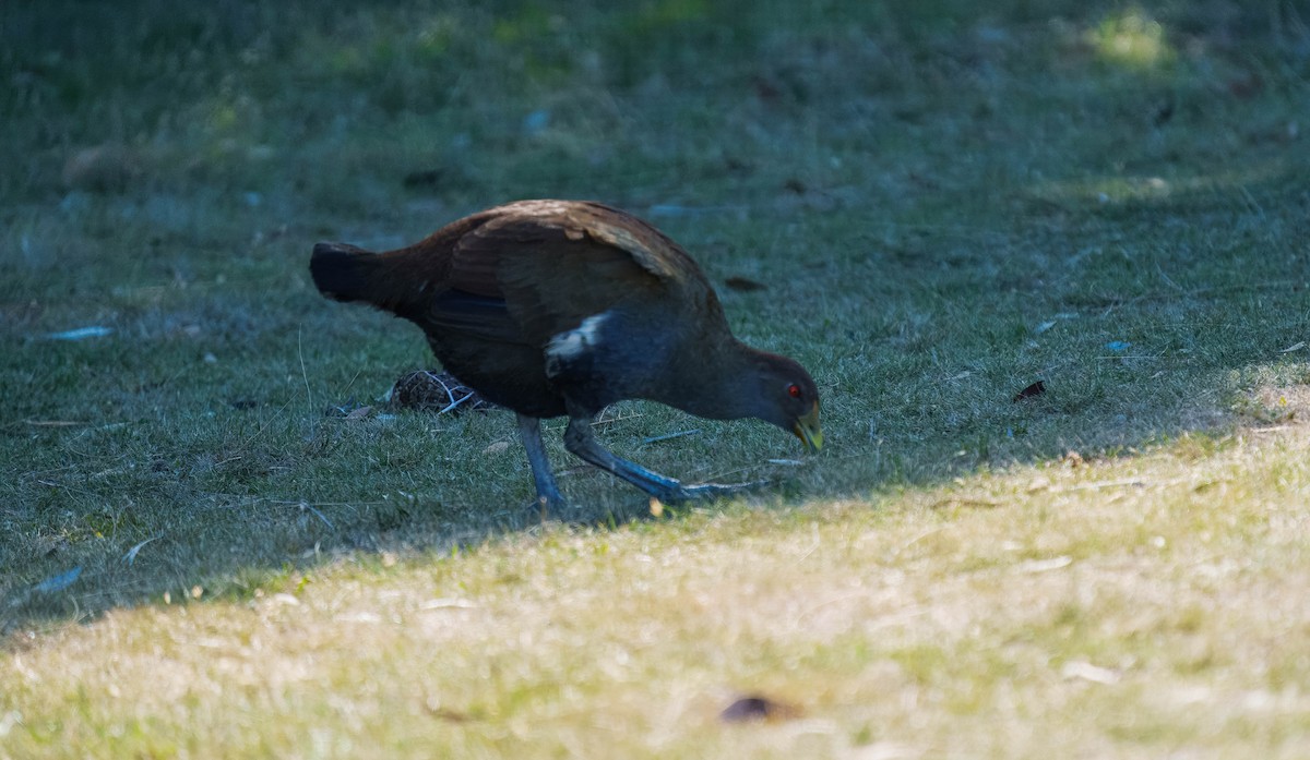 Tasmanian Nativehen - ML634777574