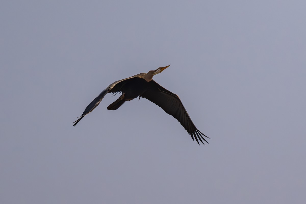 Oriental Darter - ML634777599