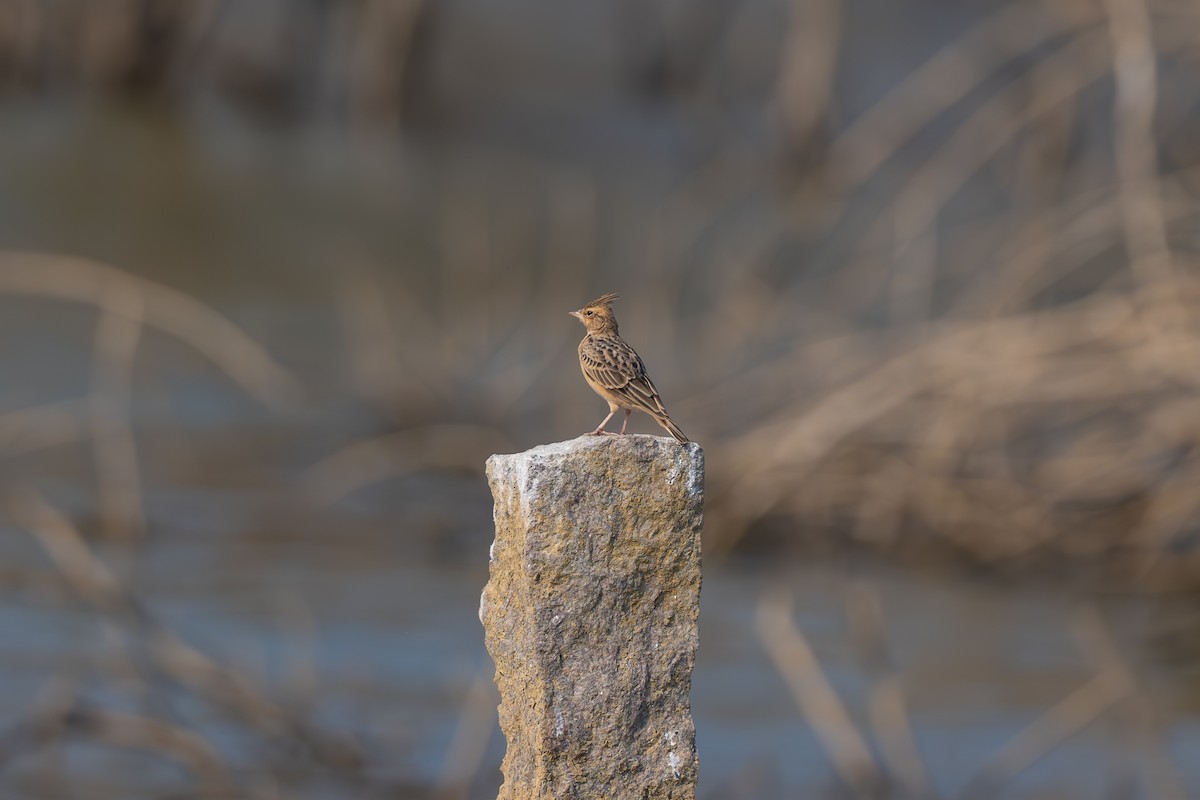 Tawny Lark - ML634777624