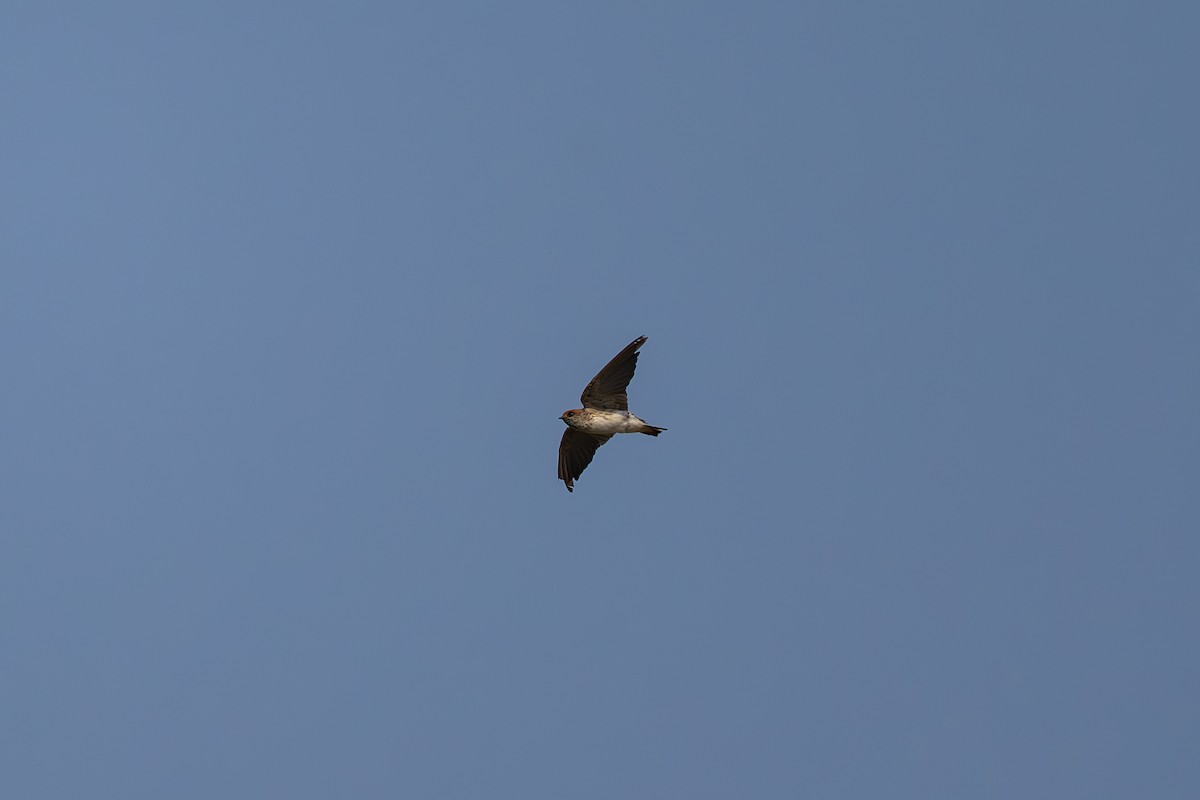 Streak-throated Swallow - ML634777633