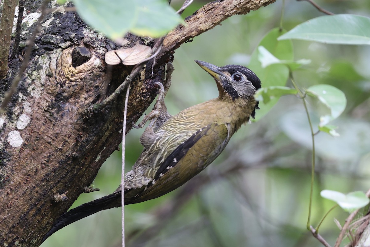 Laced Woodpecker - ML634777634