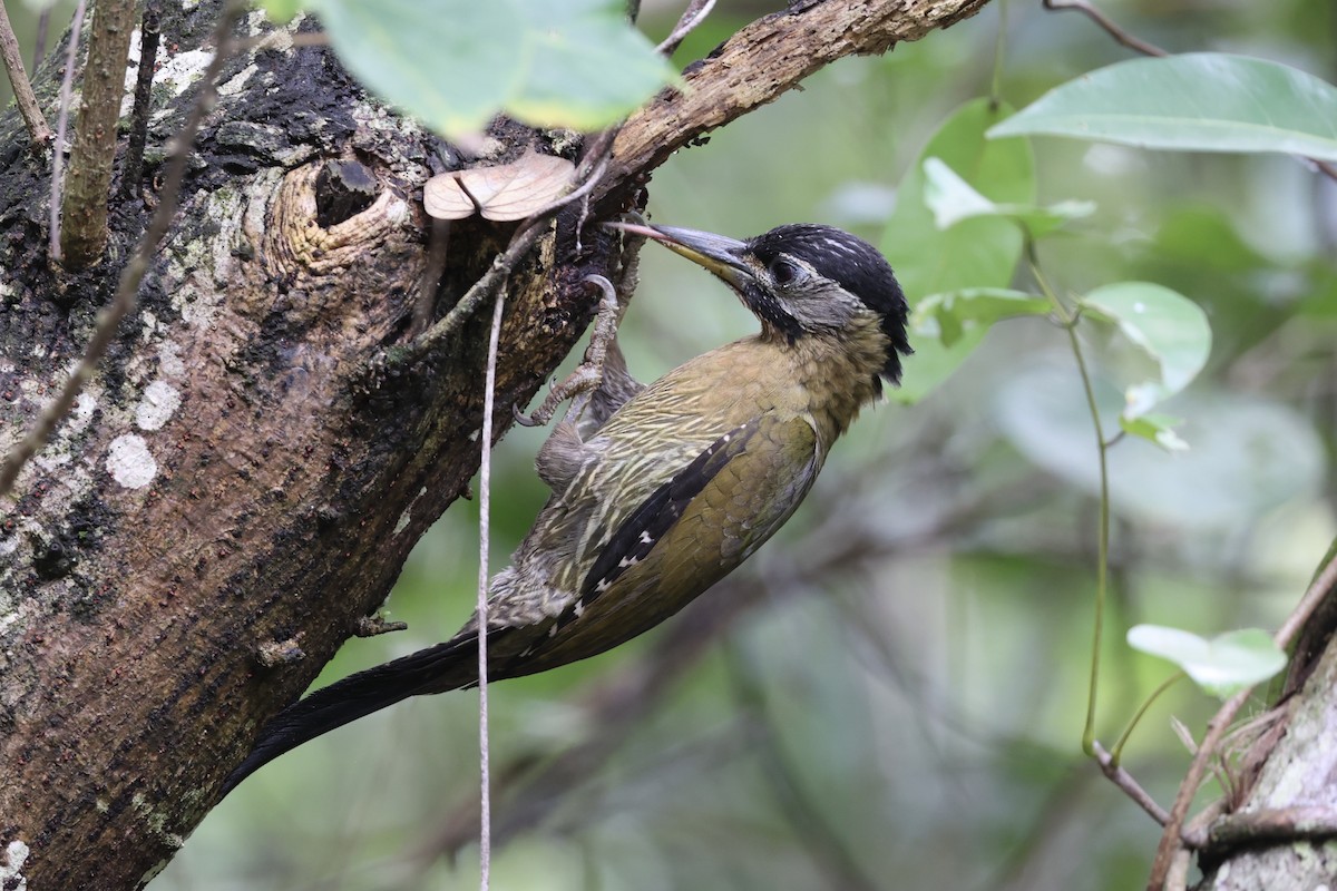 Laced Woodpecker - ML634777635
