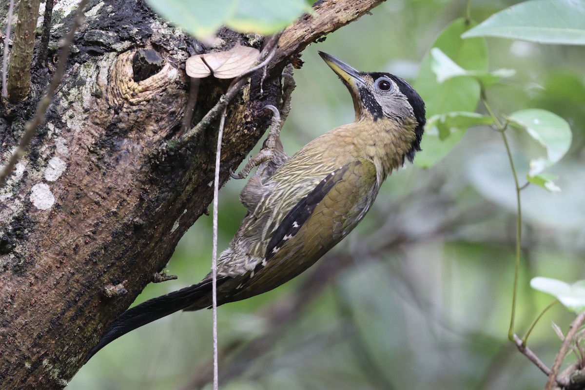 Laced Woodpecker - ML634777636