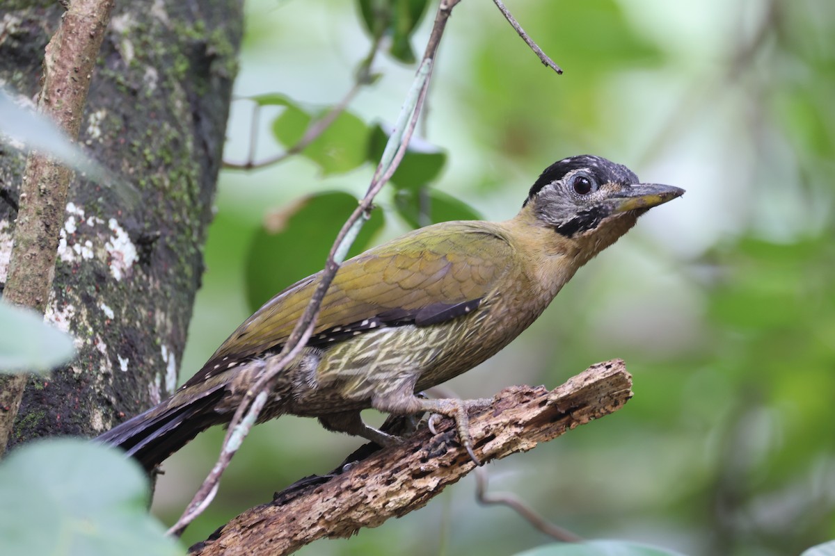 Laced Woodpecker - ML634777637