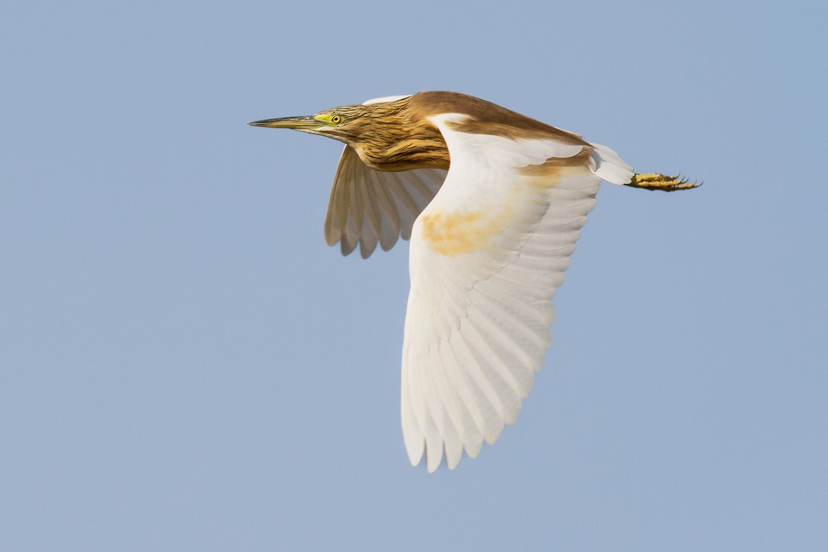 Squacco Heron - ML634777737