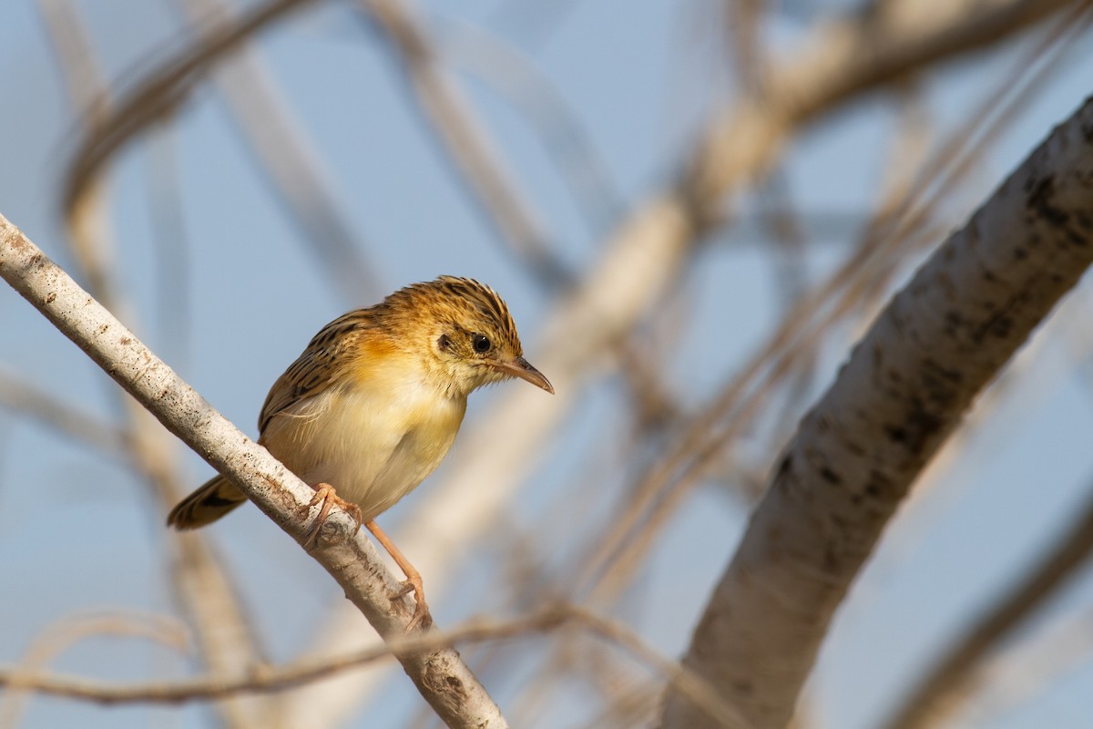 Zitting Cisticola (African) - ML634777772