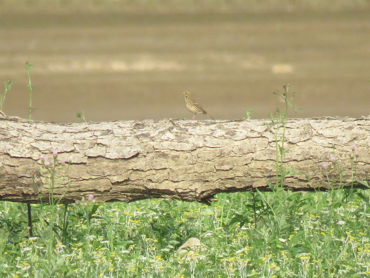 Siberian Pipit - ML634777936
