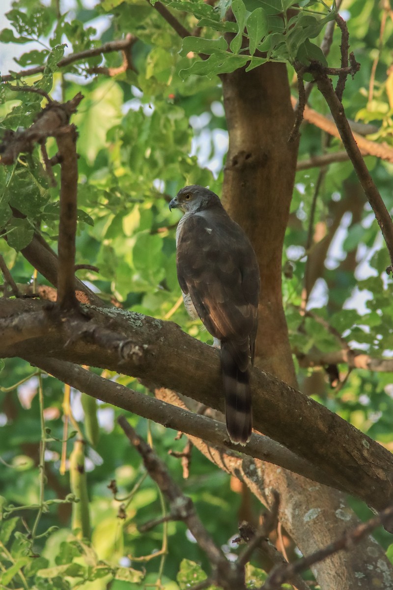 African Goshawk - ML634777964