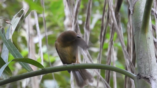 Red-throated Ant-Tanager - ML634778104