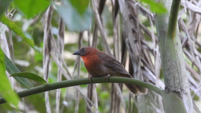 Red-throated Ant-Tanager - ML634778105