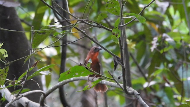 Red-throated Ant-Tanager - ML634778106