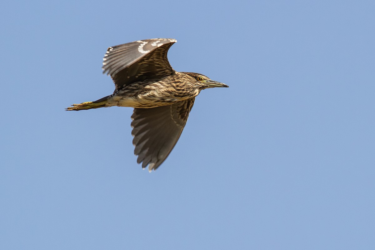 Black-crowned Night Heron (Eurasian) - ML634778195