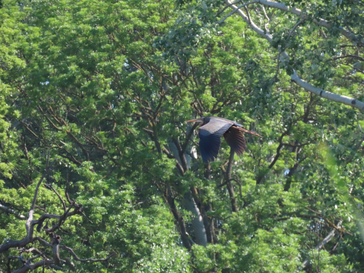 Purple Heron - ML634778225