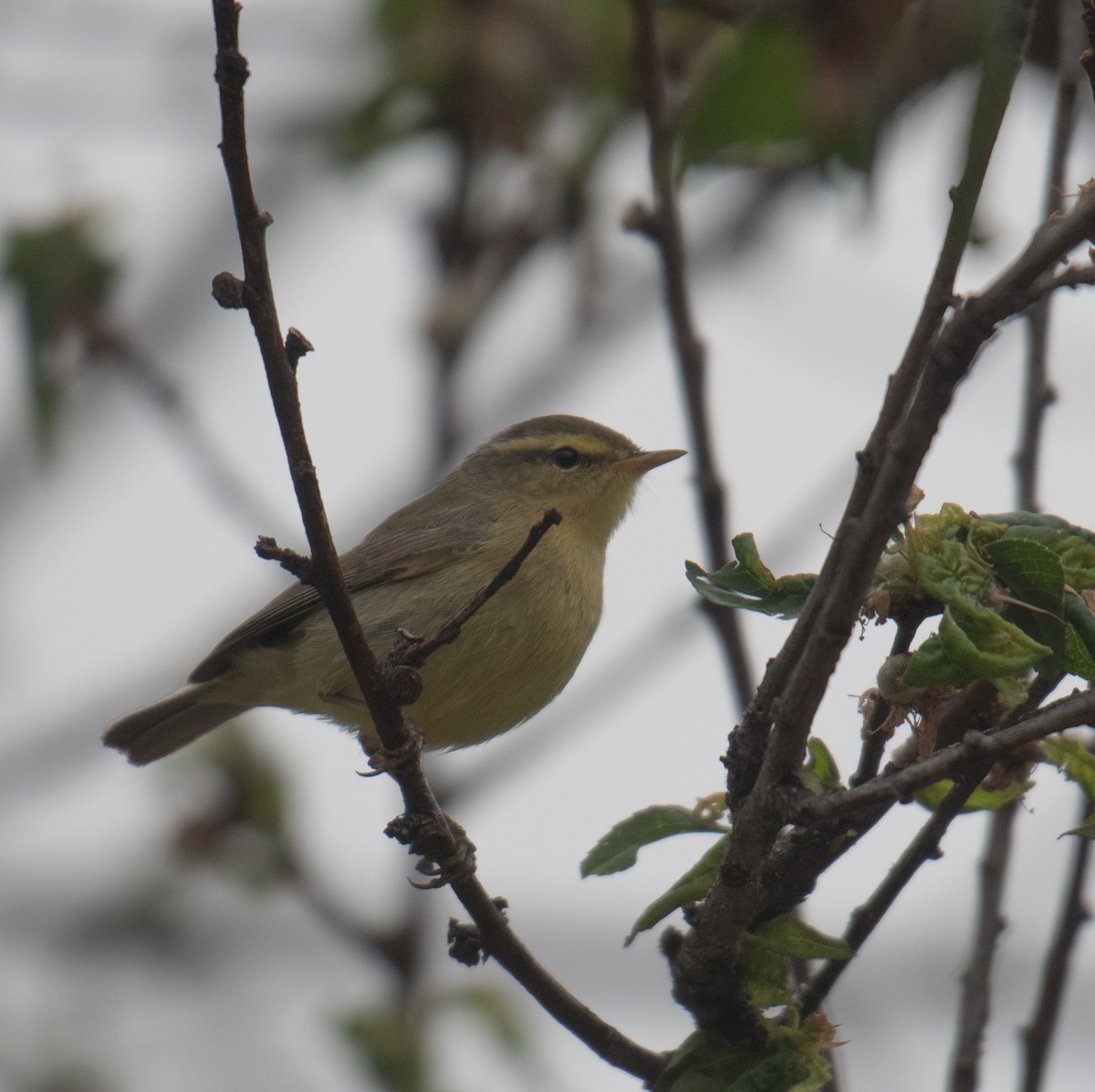 Tickell's Leaf Warbler - ML634778269