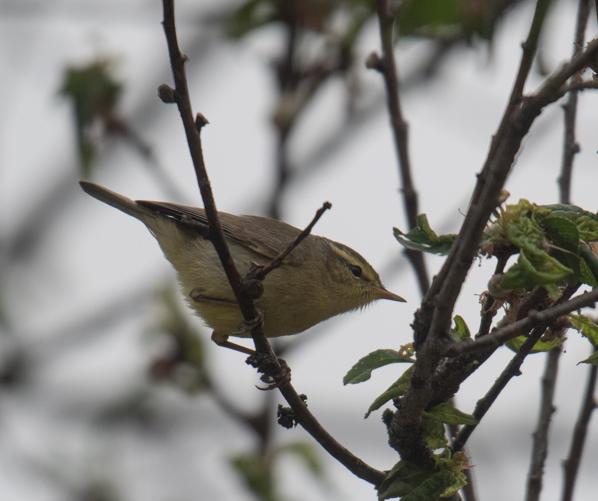 Tickell's Leaf Warbler - ML634778271