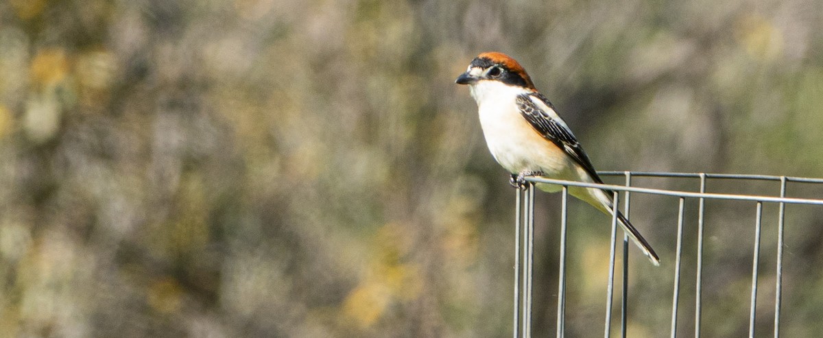 Woodchat Shrike - ML634778462