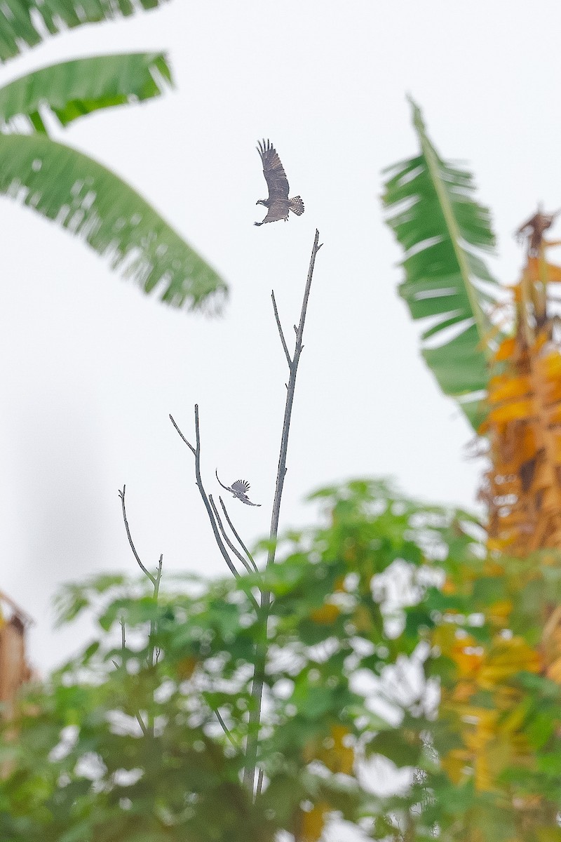 Osprey - ML634778465