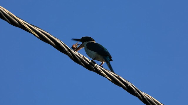 Collared Kingfisher - ML634778502