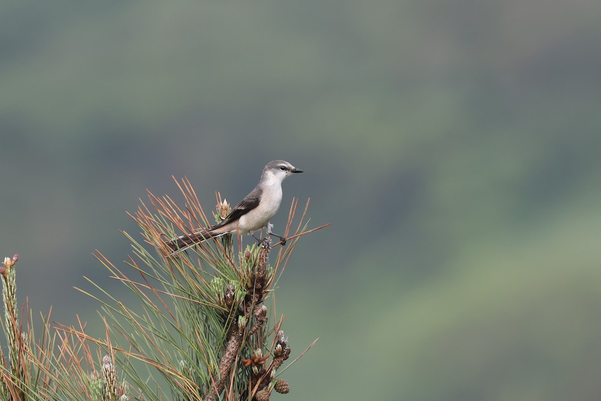 Brown-rumped Minivet - ML634778541