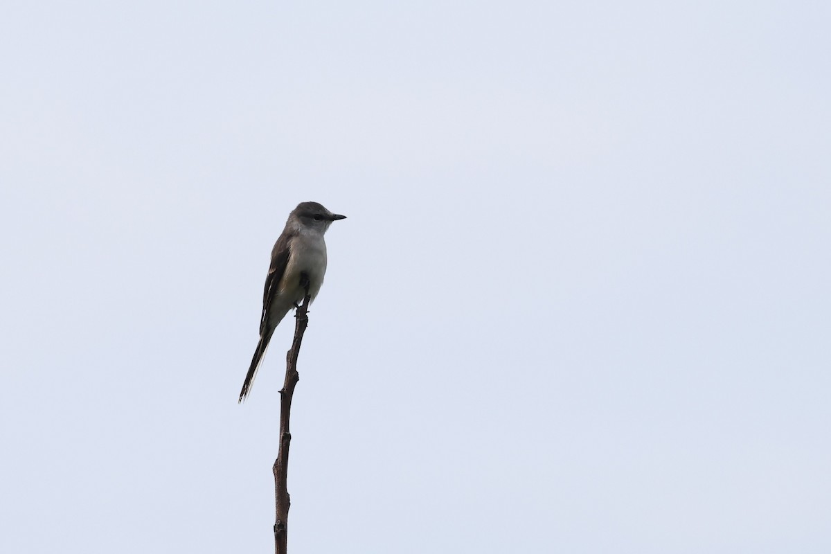 Brown-rumped Minivet - ML634778542
