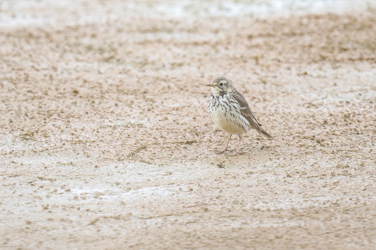 Siberian Pipit - ML634778553