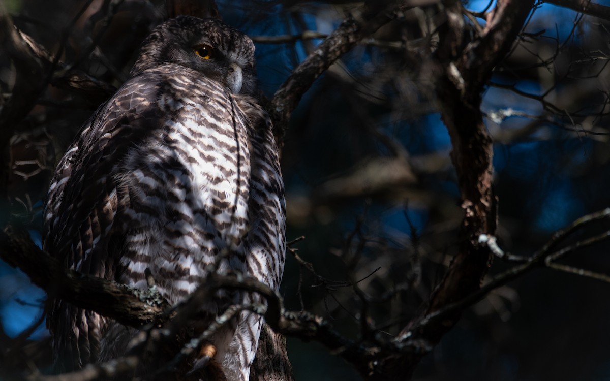 Powerful Owl - ML634778604