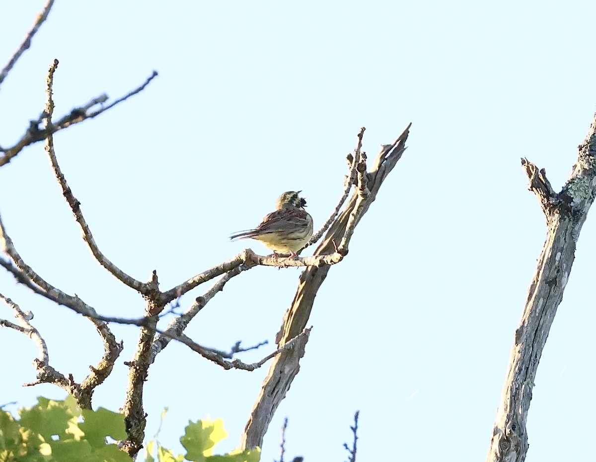 Cirl Bunting - ML634778607