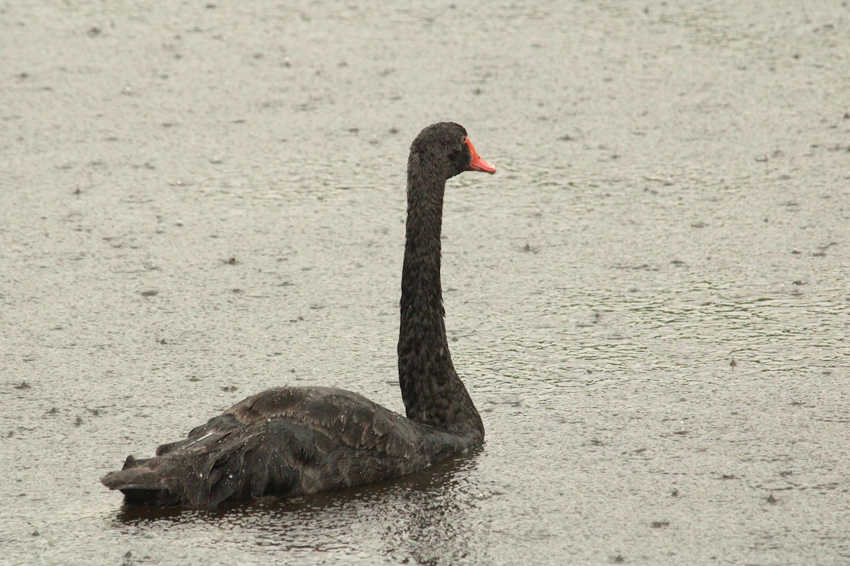 Black Swan - ML634778744