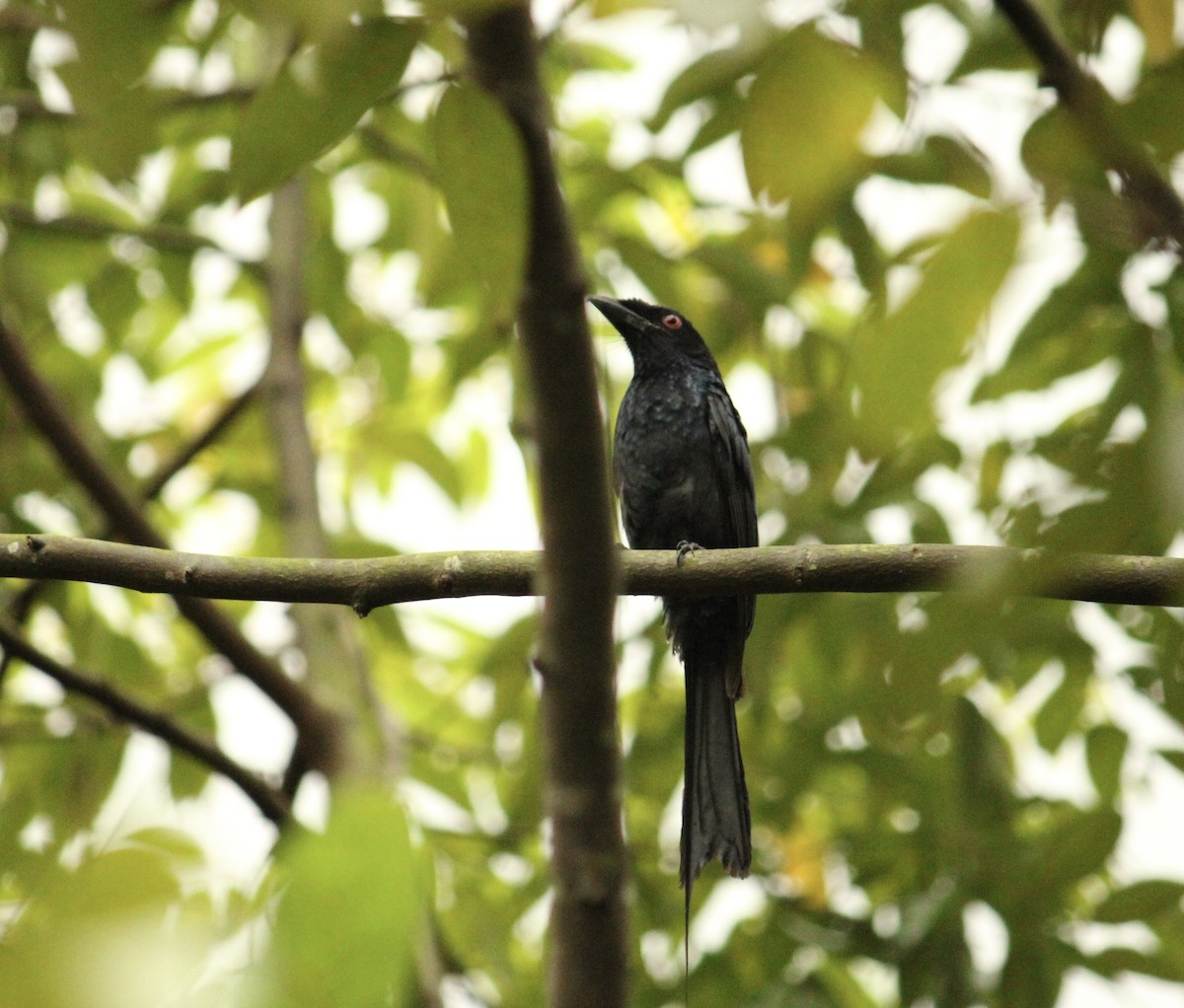 Greater Racket-tailed Drongo - ML634778751