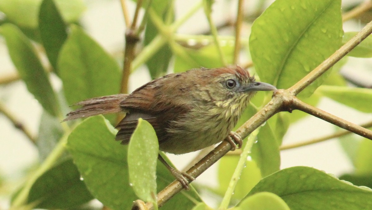 Pin-striped Tit-Babbler - ML634778754