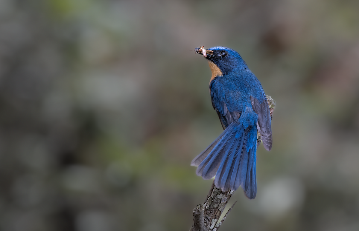 Tickell's Blue Flycatcher - ML634778766