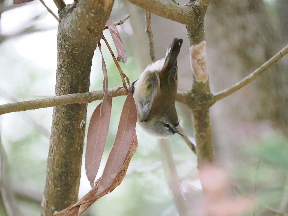 Brown Gerygone - ML634778776