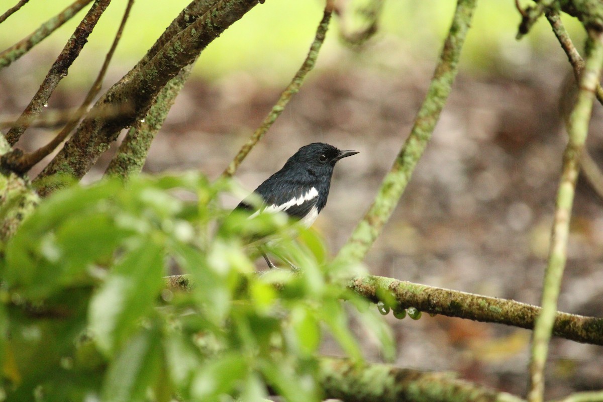 Oriental Magpie-Robin - ML634778822