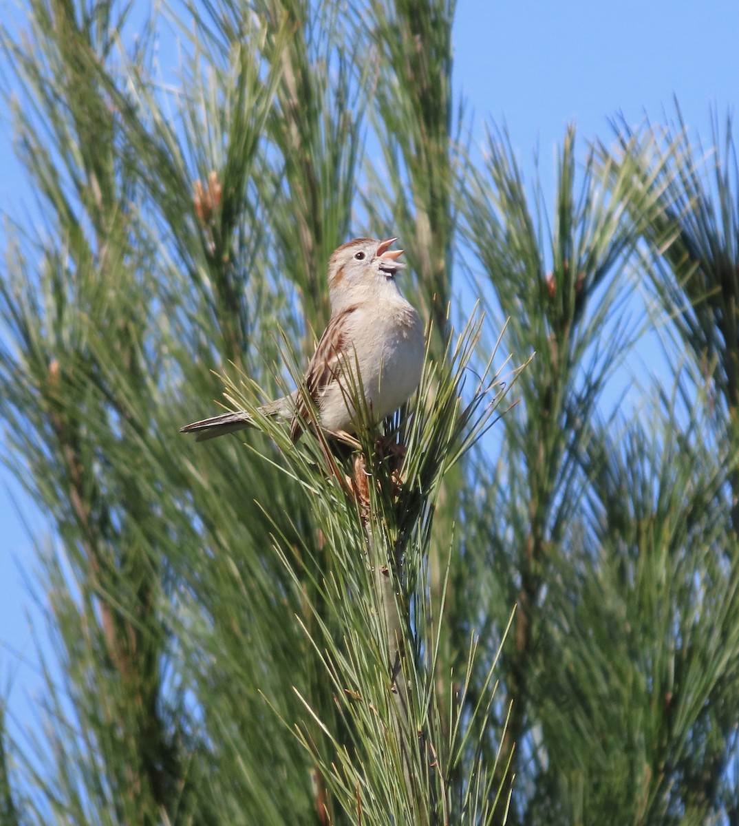 Field Sparrow - ML634778916