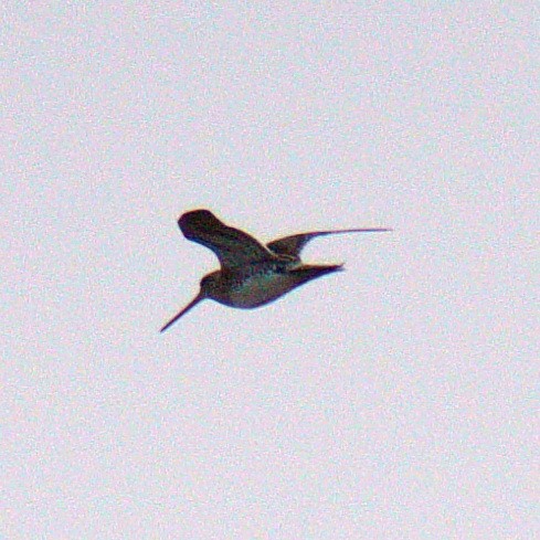 Çulluk - ML634779023