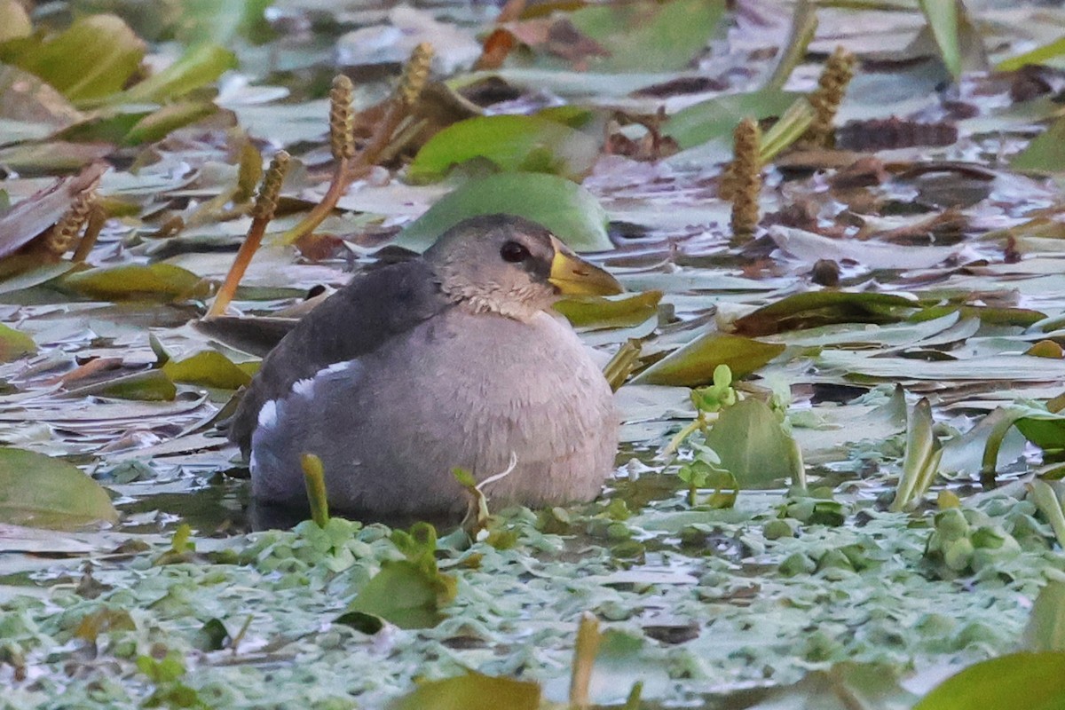 Lesser Moorhen - ML634779052