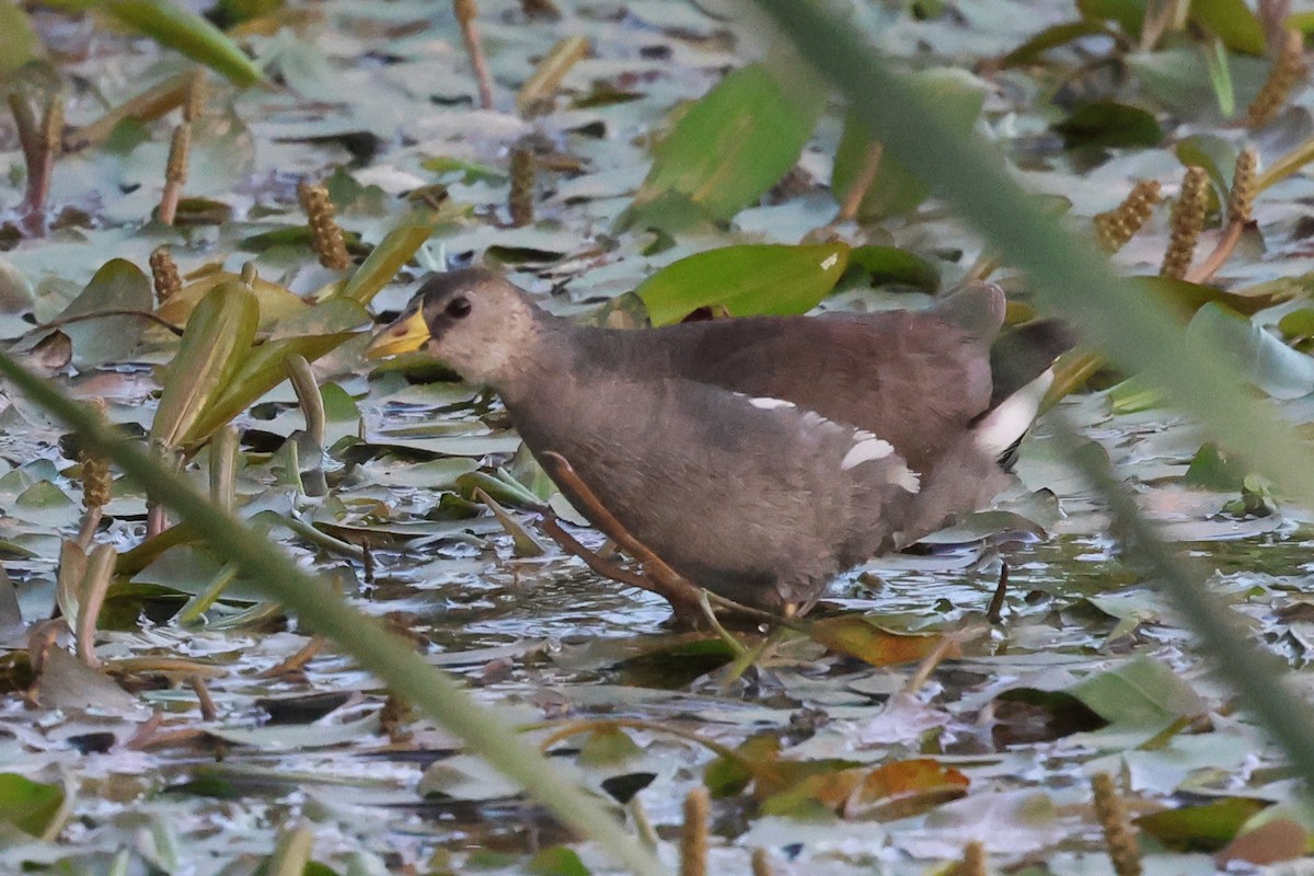 Lesser Moorhen - ML634779053