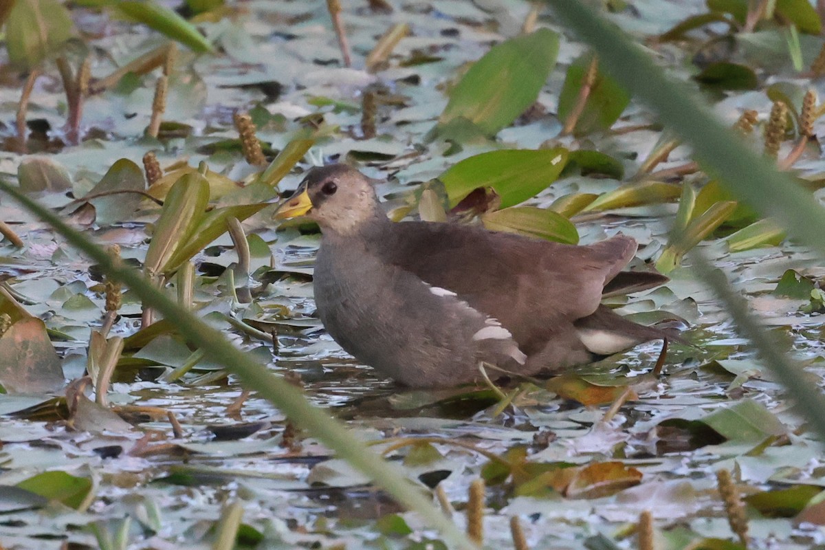 Lesser Moorhen - ML634779054