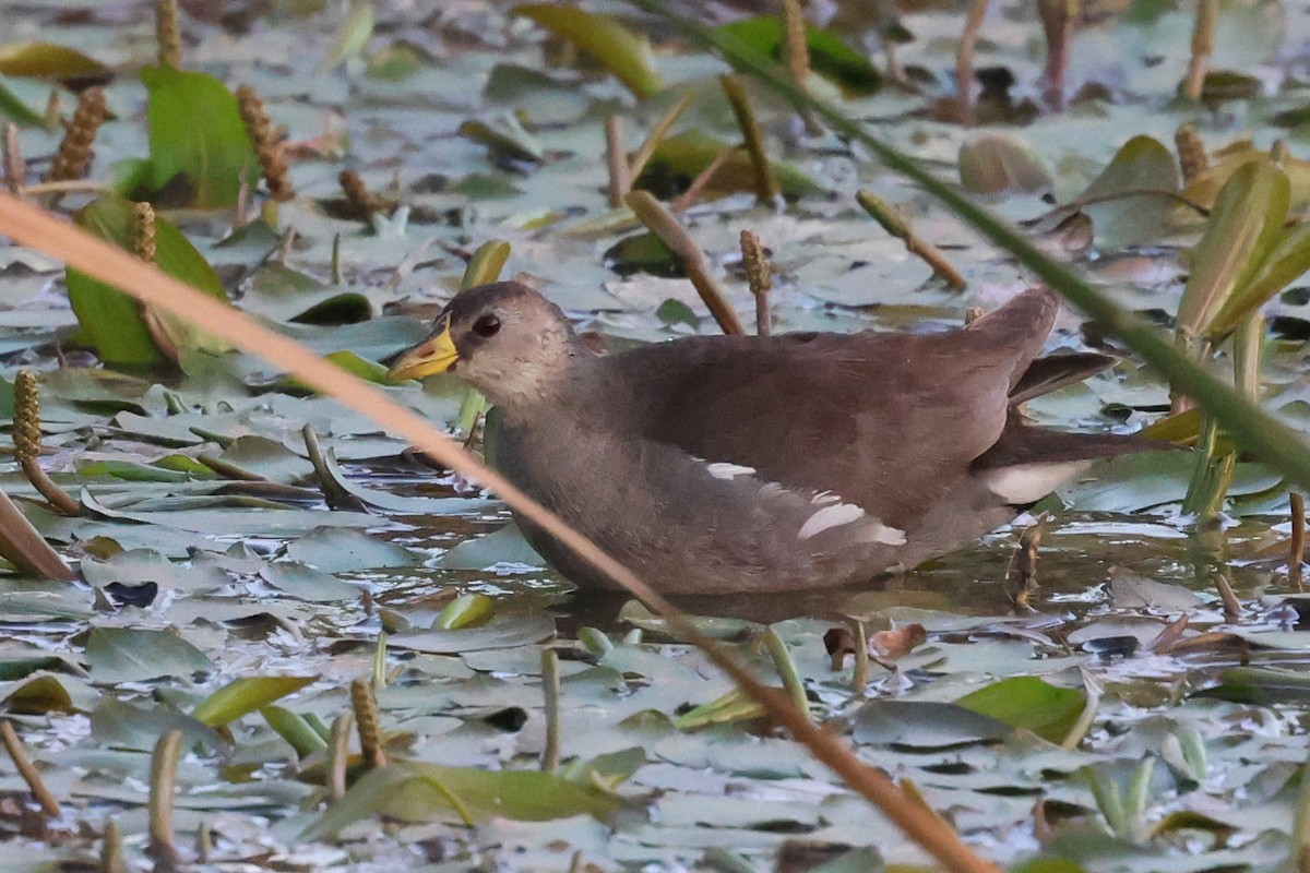 Lesser Moorhen - ML634779055