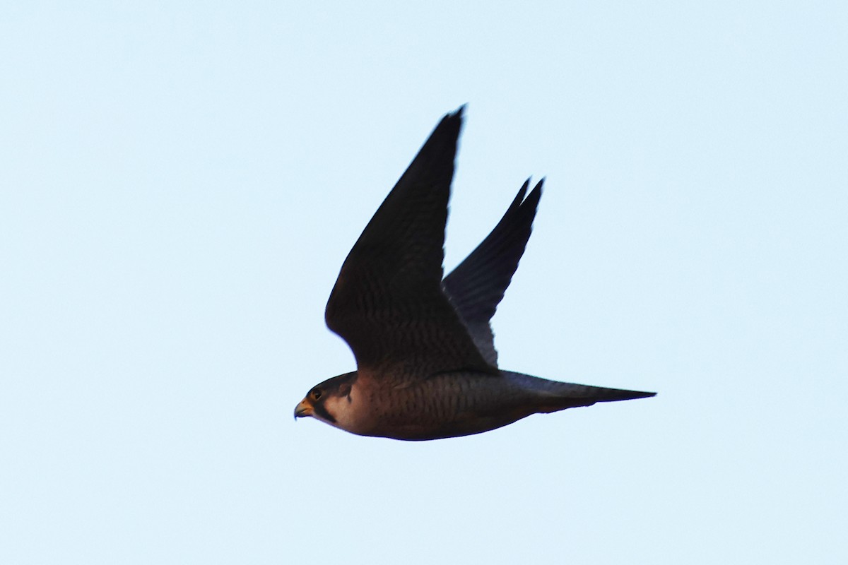 Peregrine Falcon - ML634779059