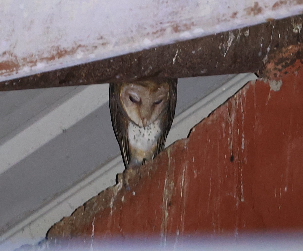 Andaman Masked-Owl - ML634779067