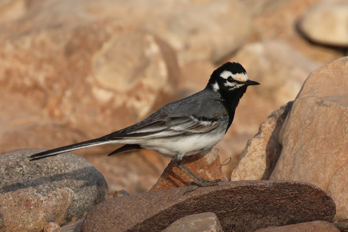 White Wagtail - ML634779083
