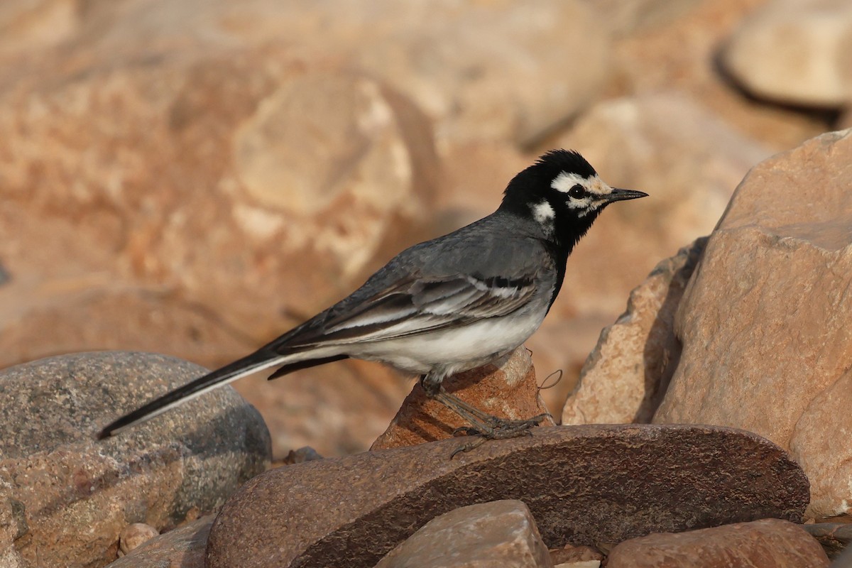 White Wagtail - ML634779084