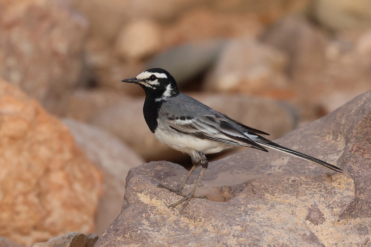 White Wagtail - ML634779085