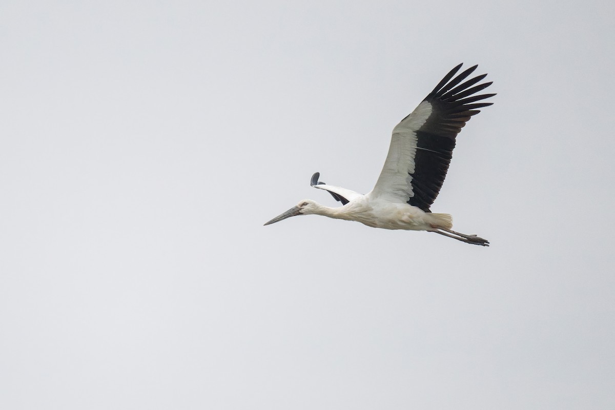 Oriental Stork - ML634779088