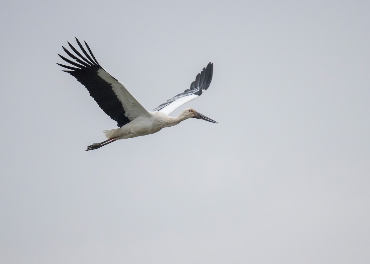 Oriental Stork - ML634779089